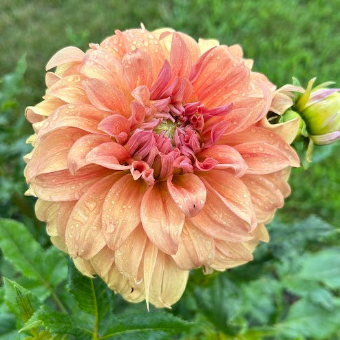 Wyn's Moonlight Sonata