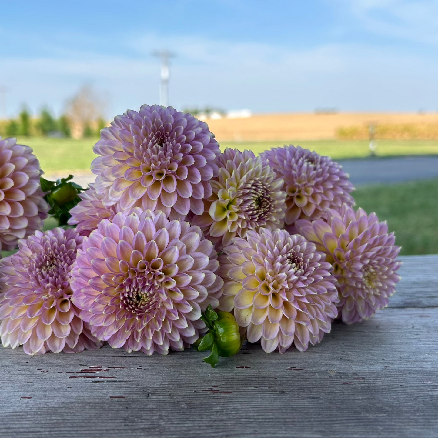 Skipley Spot of Gold