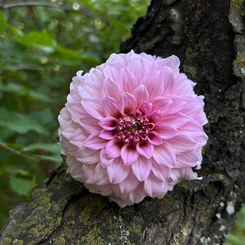 Araluen Leatrice - Limit 1