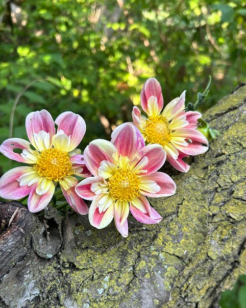 April Heather Seed Parent