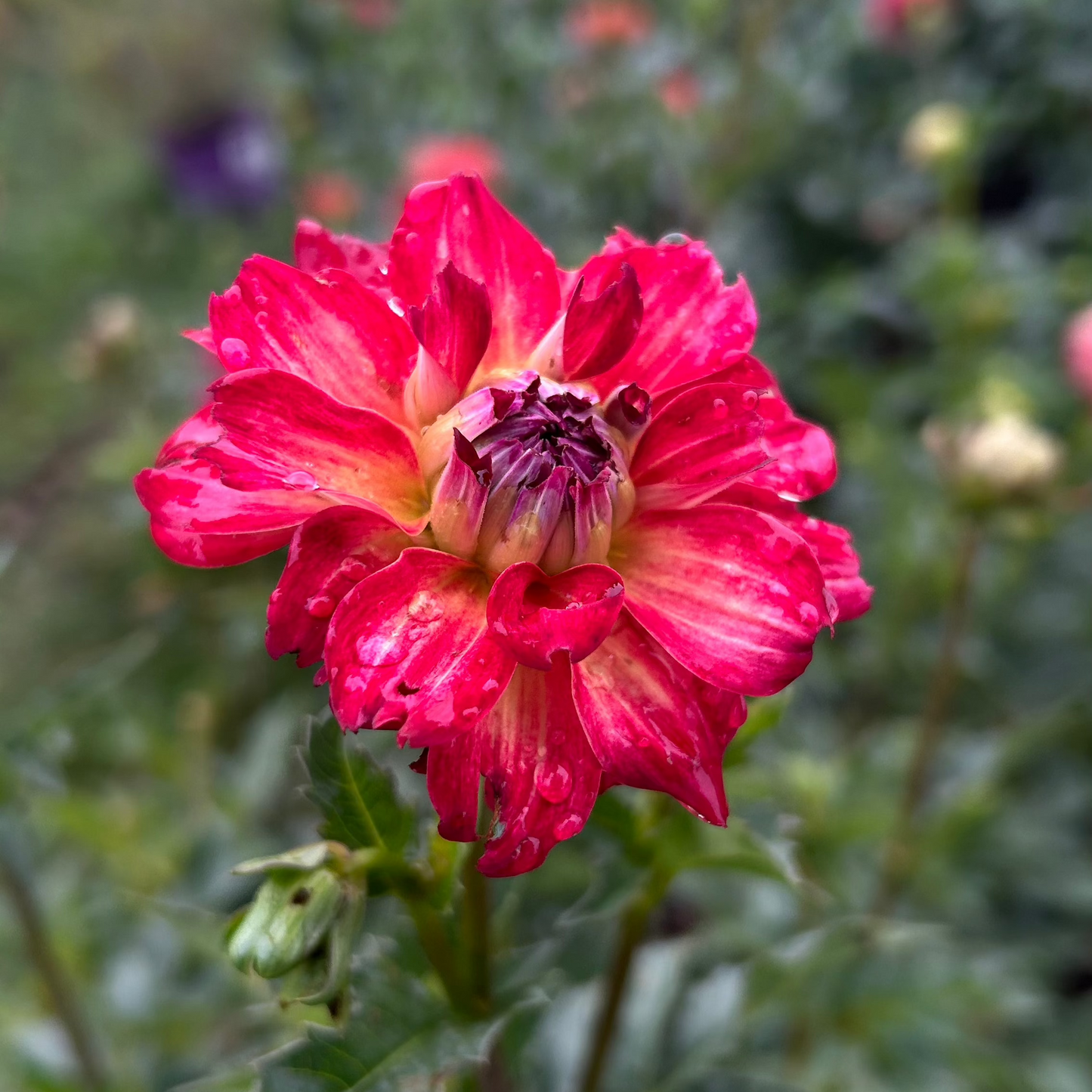 AC Rosebud