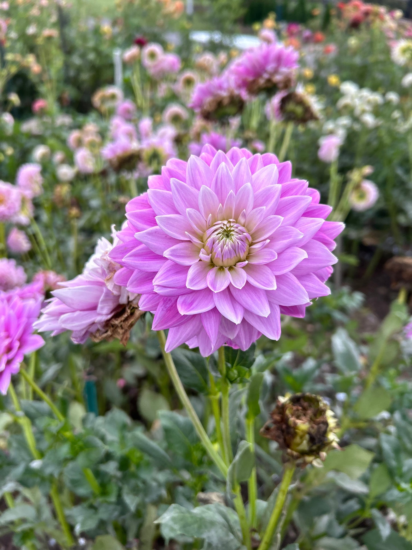 Ferncliff Inspiration