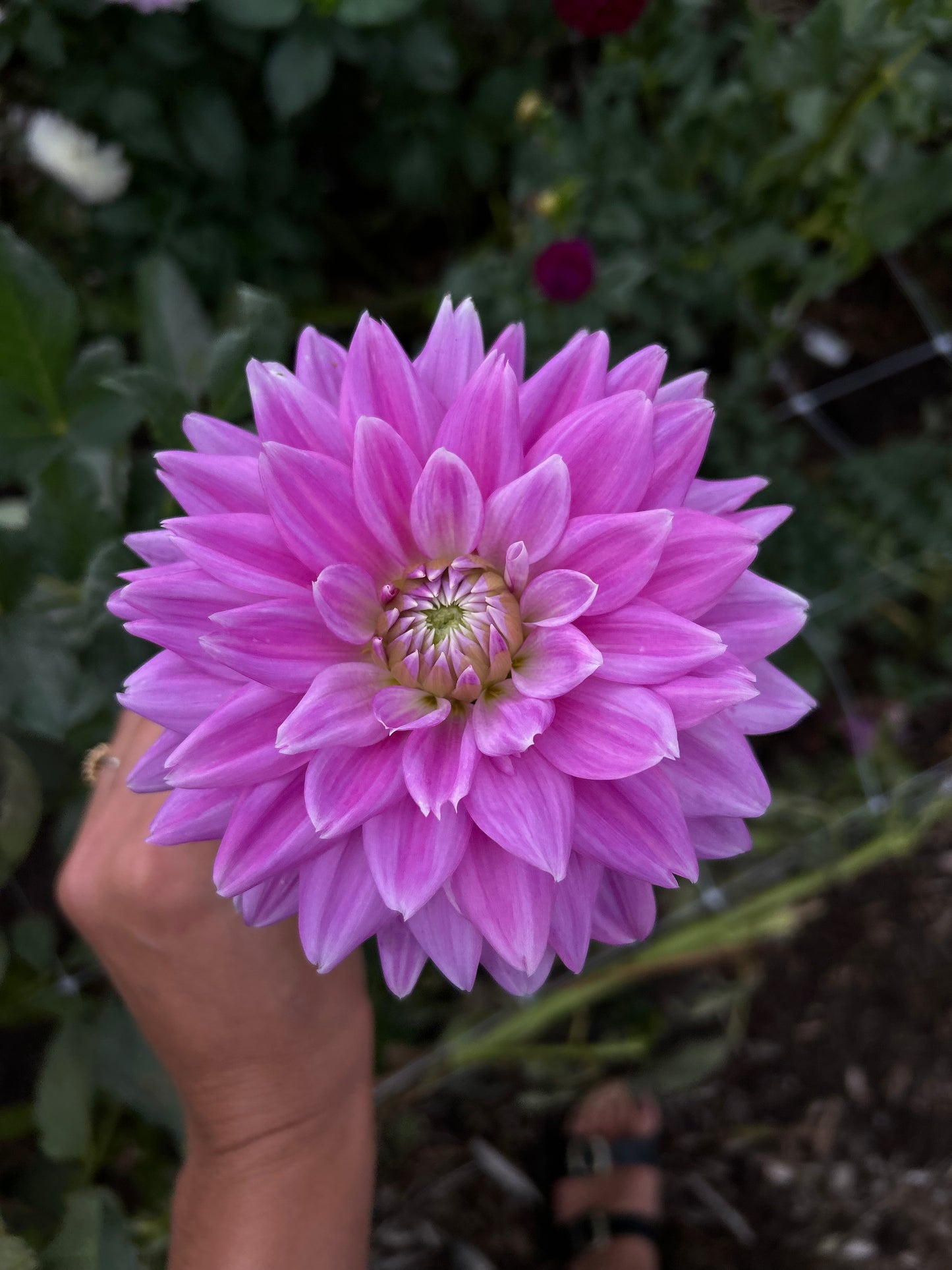 Ferncliff Inspiration