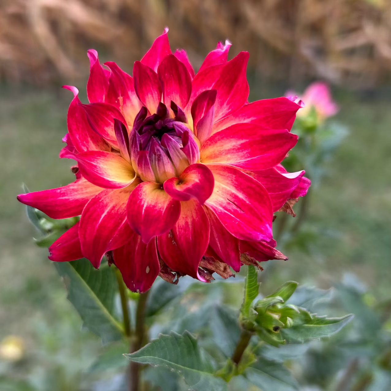 AC Rosebud