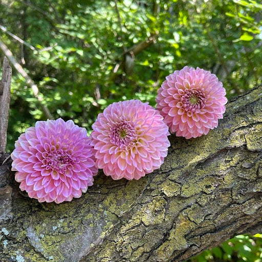 Skipley Spot of Gold