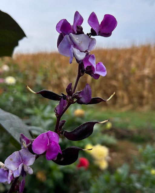 Purple Hyacinth Bean Seeds