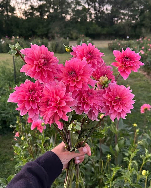 Anne Claire Seed Parent