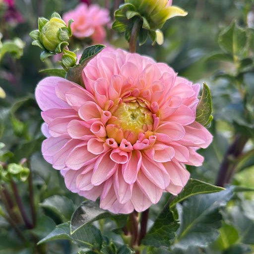 Levi's Revenant - Limit 1