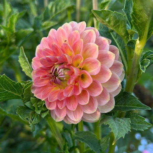 20the Ave Softer Peach