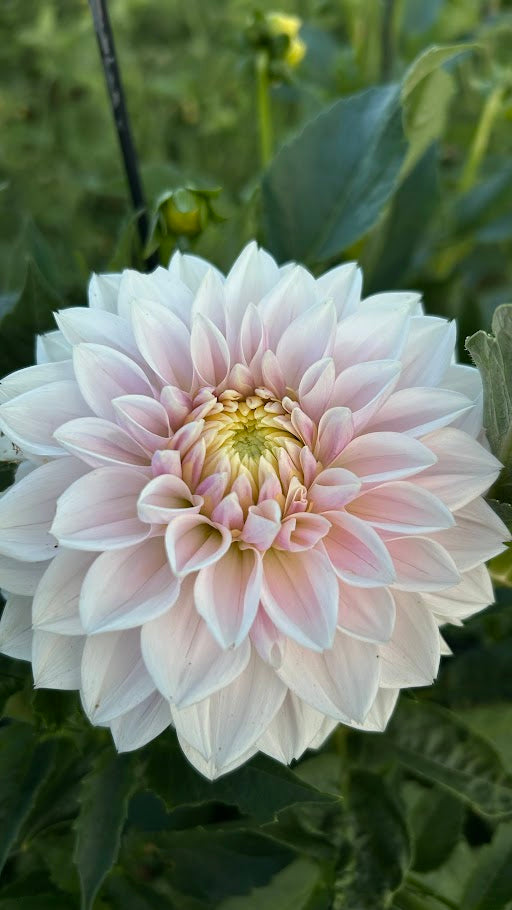 Miss Anne Francis - Limit 1