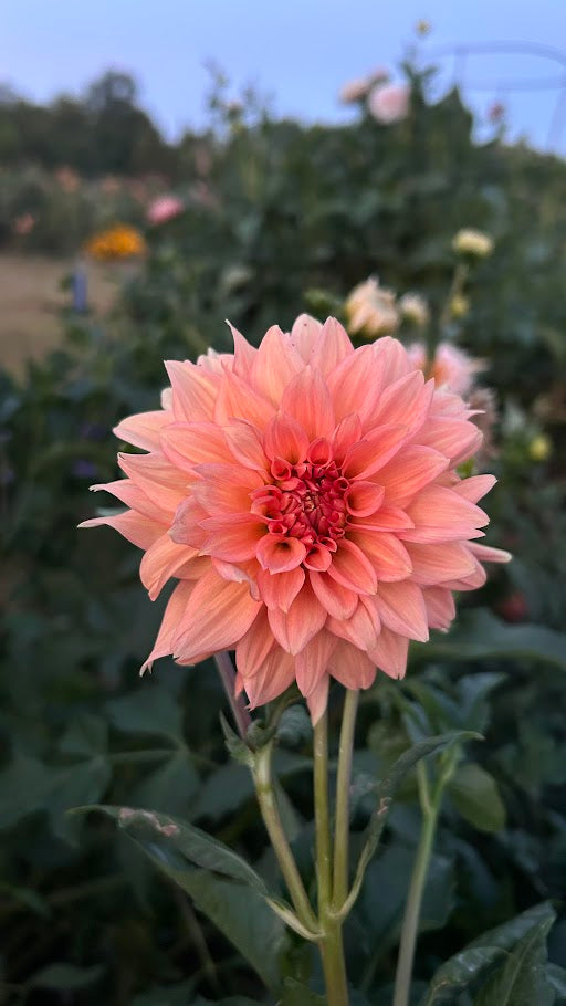 Peach Delight - Limit 1