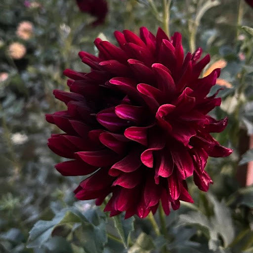 Hollyhill Black Beauty