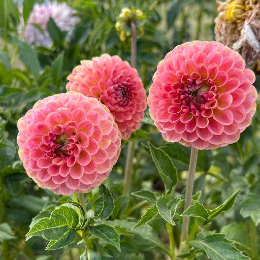 20the Ave Softer Peach