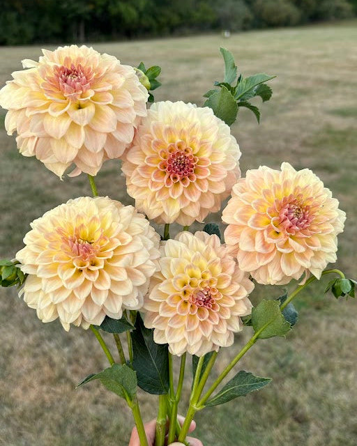 Coorabell Astrid Seed Parent