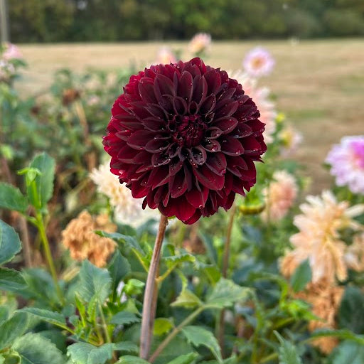 Rivers Dark Chocolate