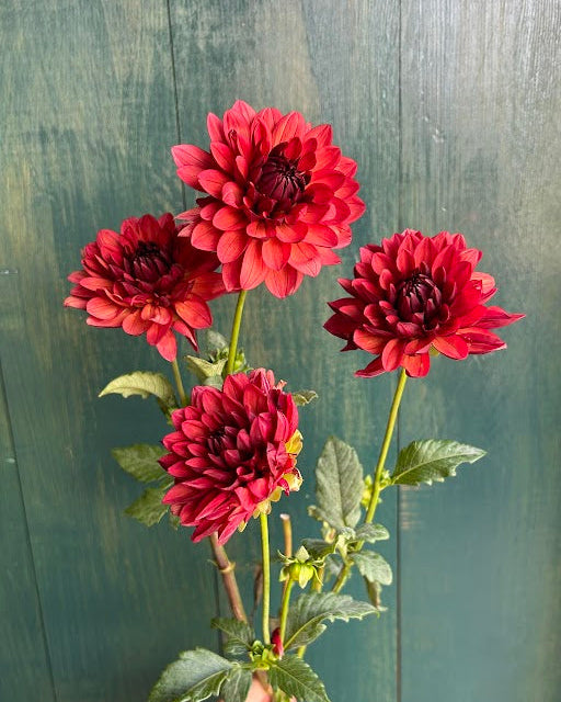 Misses Miley Seed Parent