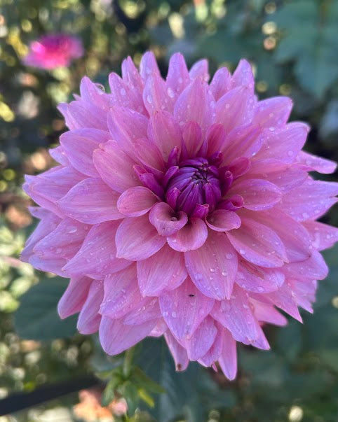 La Belle Epoque Seed Parent