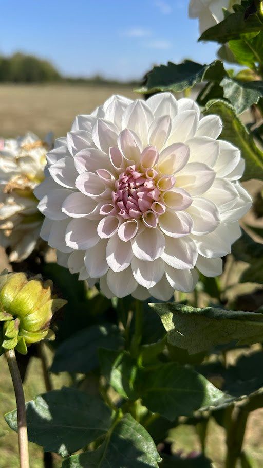 Lakeview Premier (maybe)