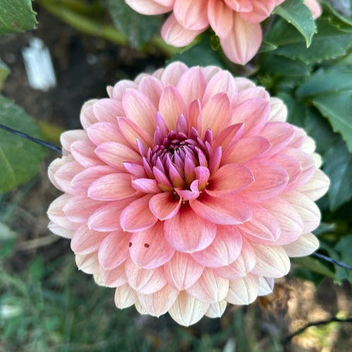 Château de la Bourdaisiere (Limit 1)