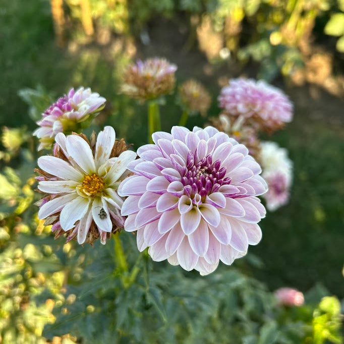 Salish Twilight Girl