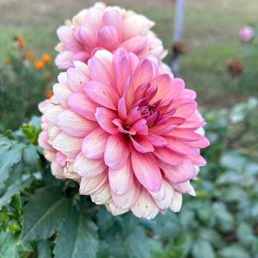 Château de la Bourdaisiere (Limit 1)