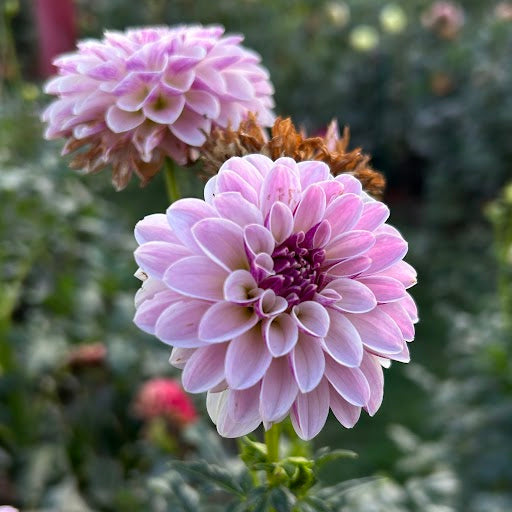 Salish Twilight Girl