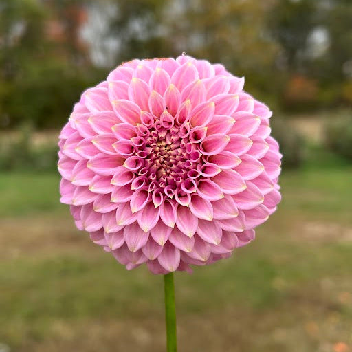 Araluen Leatrice - Limit 1