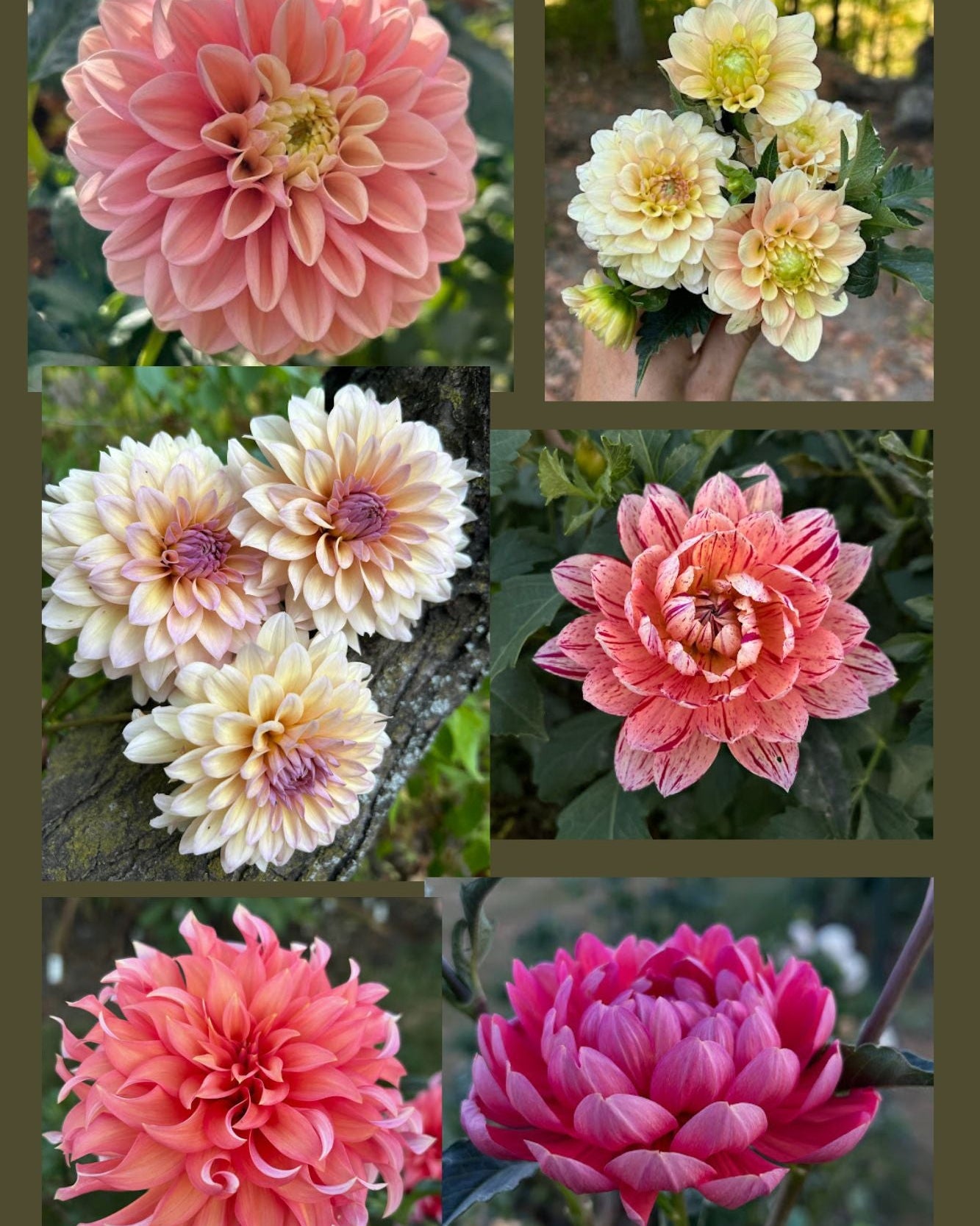 Premium Dahlia Seed mix