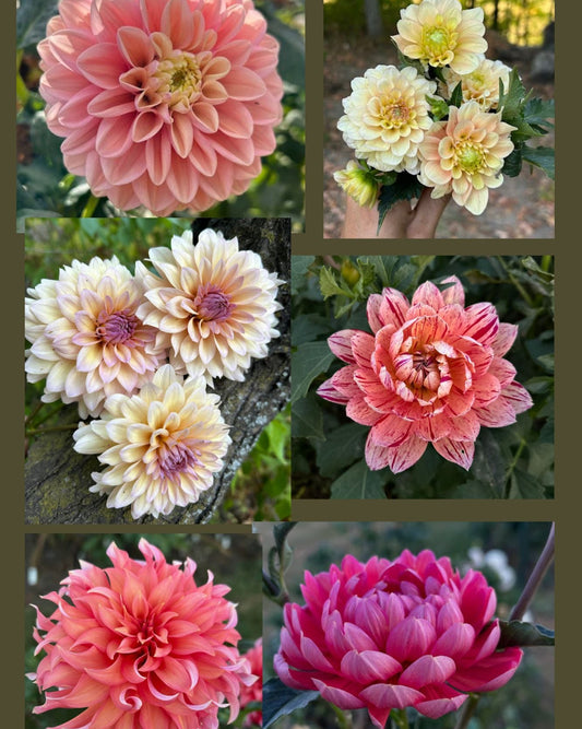 Premium Dahlia Seed mix