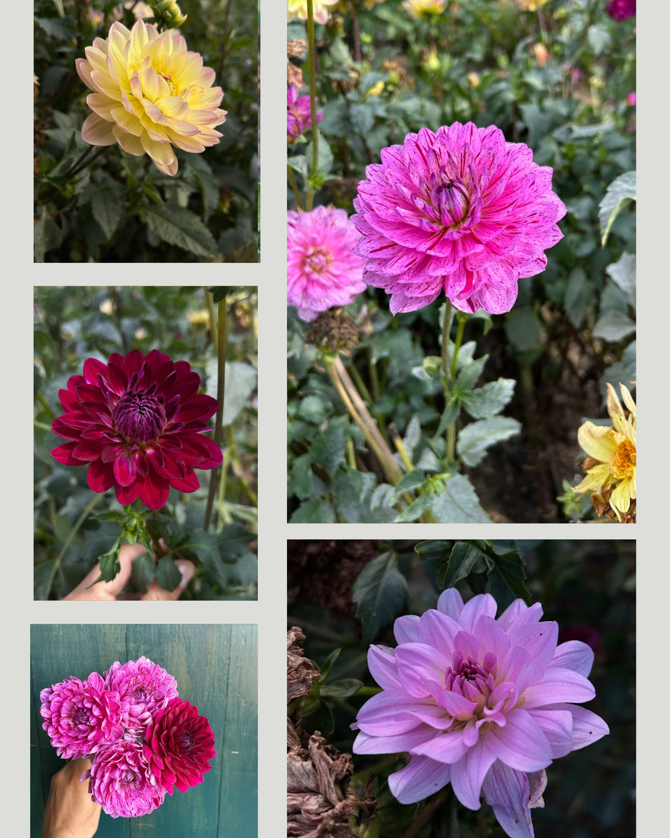 Sandia Waterlily Mix