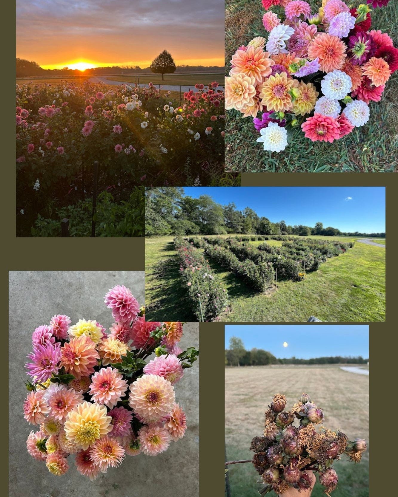 Whole Garden Dahlia Seed mix